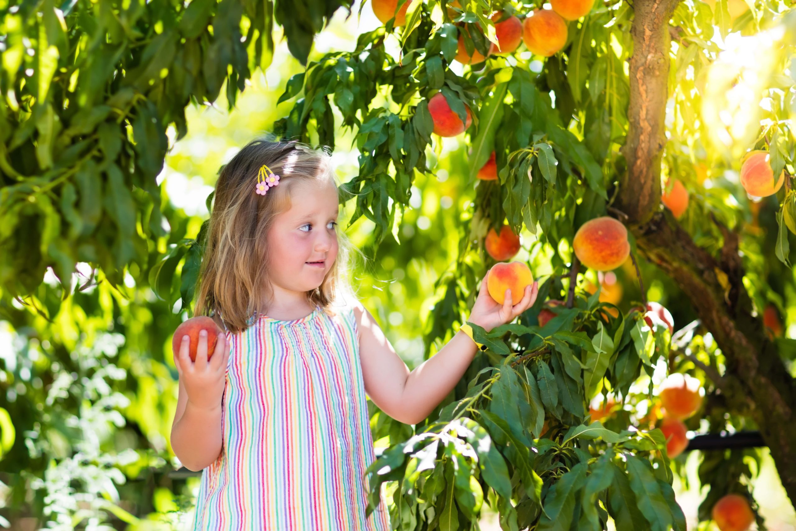 Eat from trees. Персик для детей сад. Дети собирают персики. Дети персиковой сад. Девочка ест персик для детей.